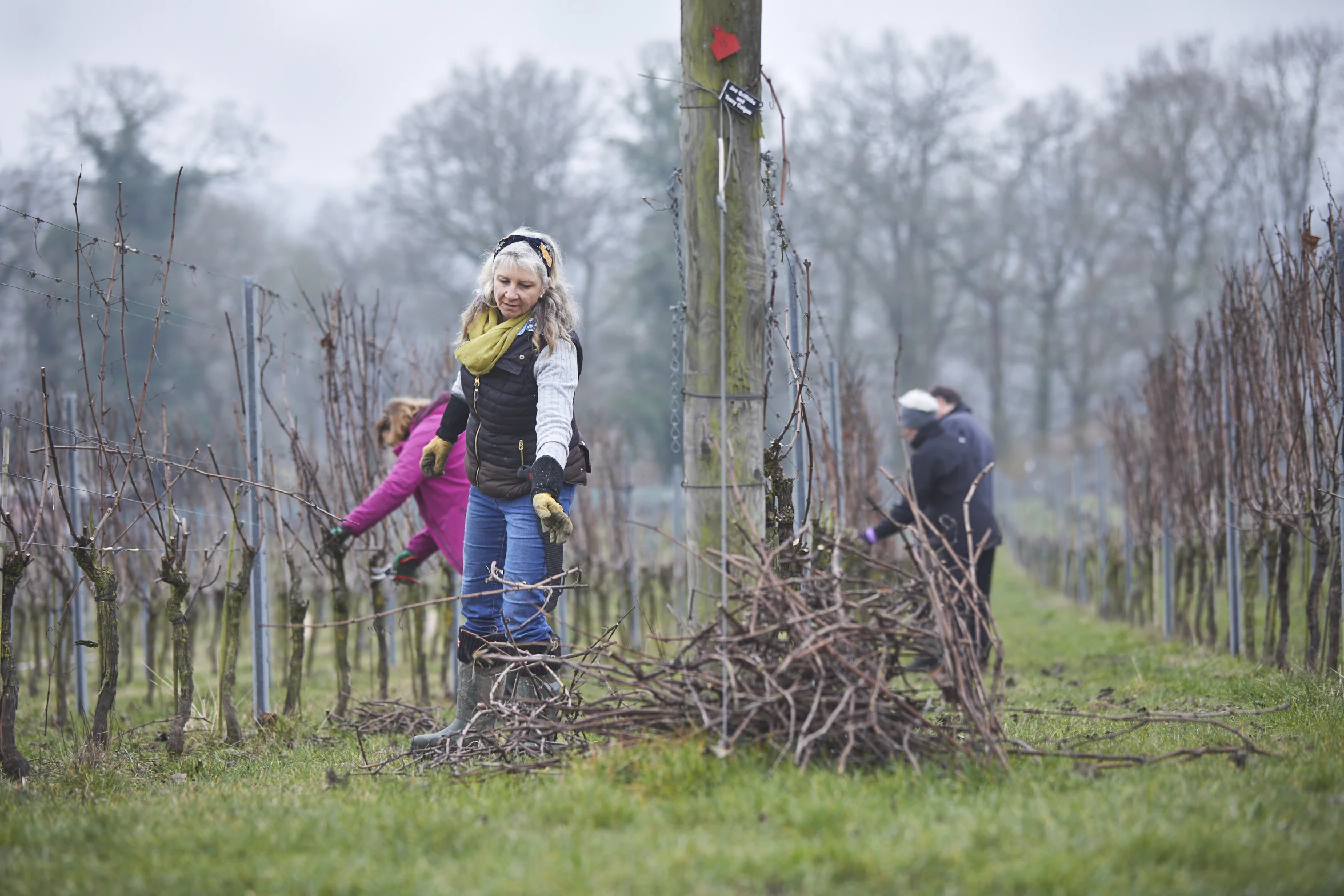 Pruning and Tying Down Vines - Feb '19