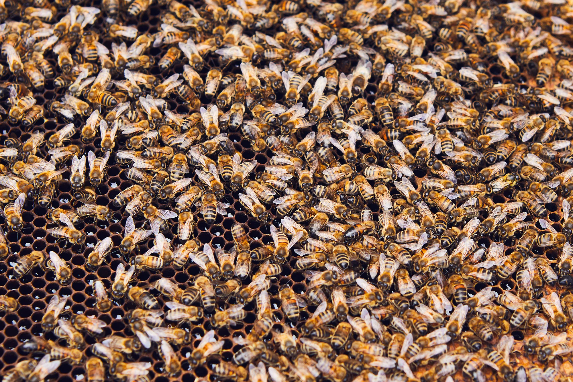 Bee Keeping at Albury - May '19