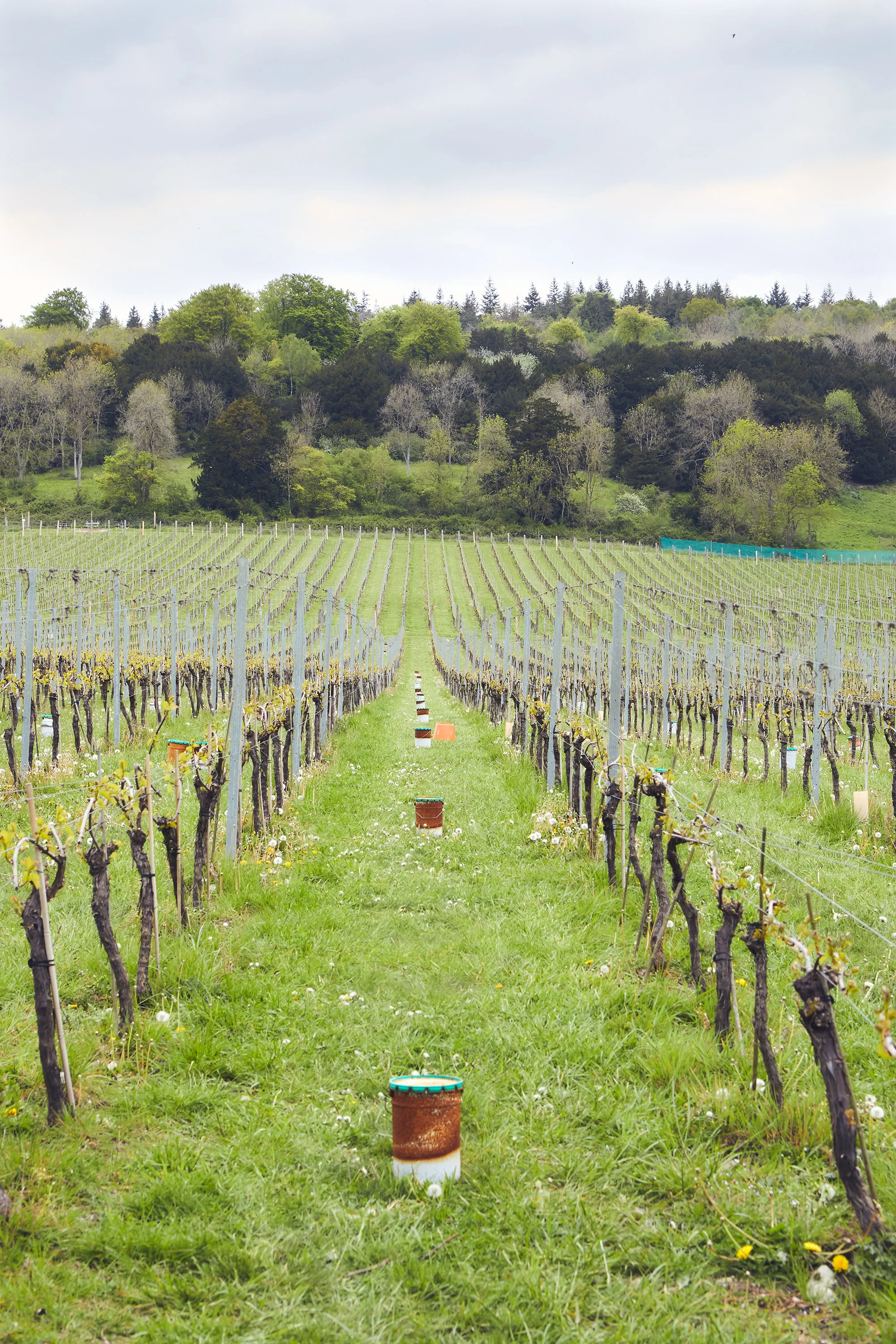 Albury Vineyard - May '19