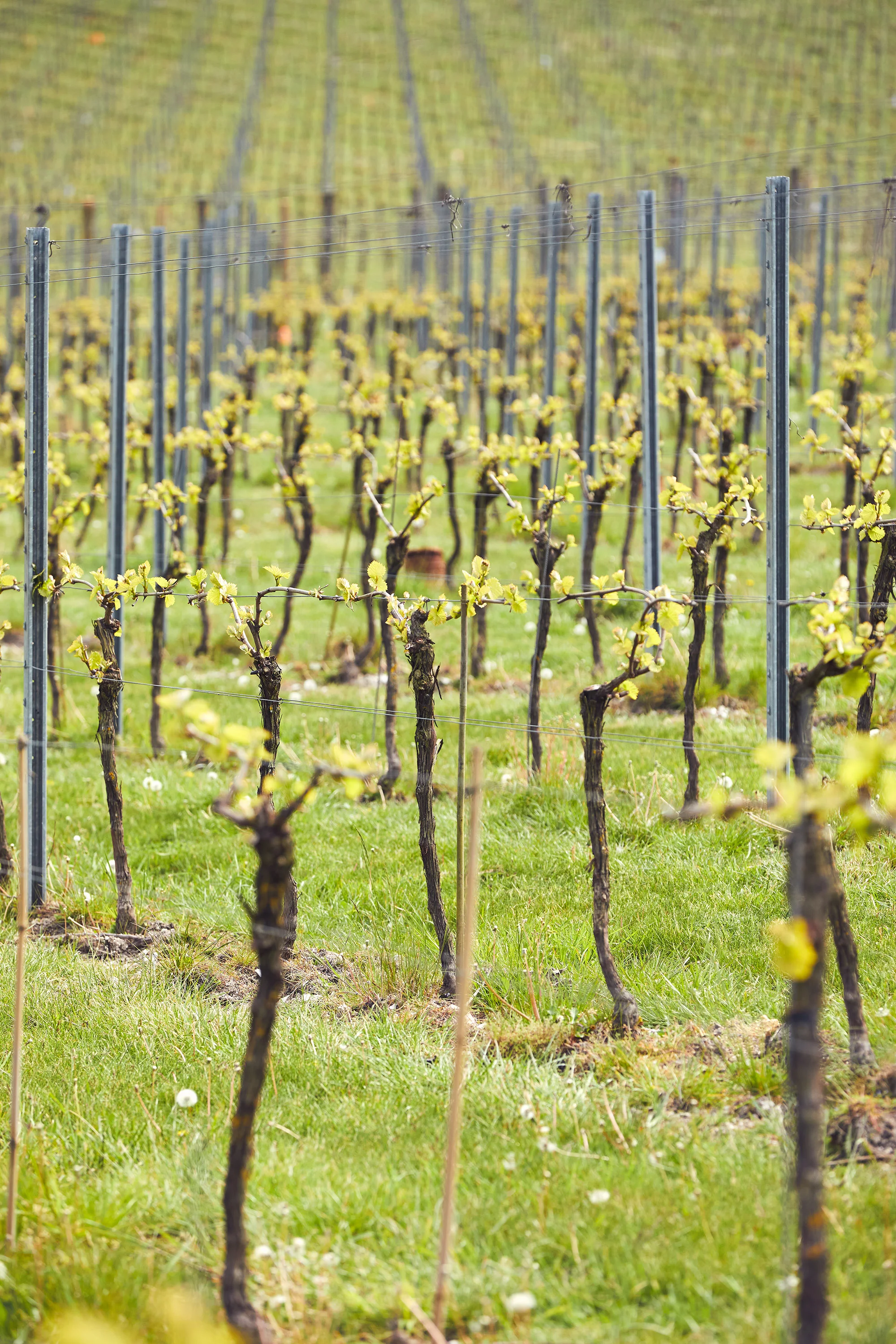 Albury Vineyard - May '19