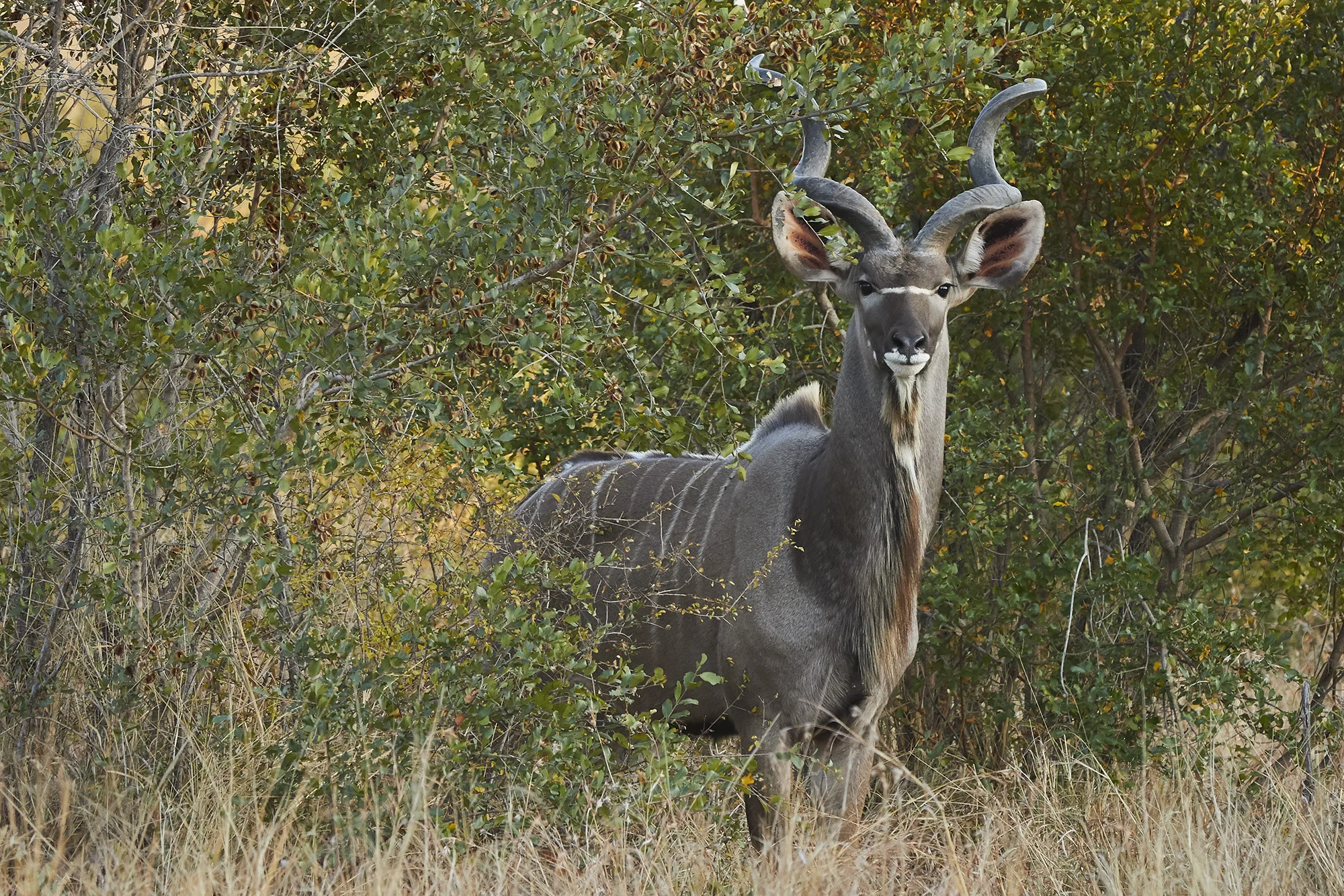Kruger Park - South Africa