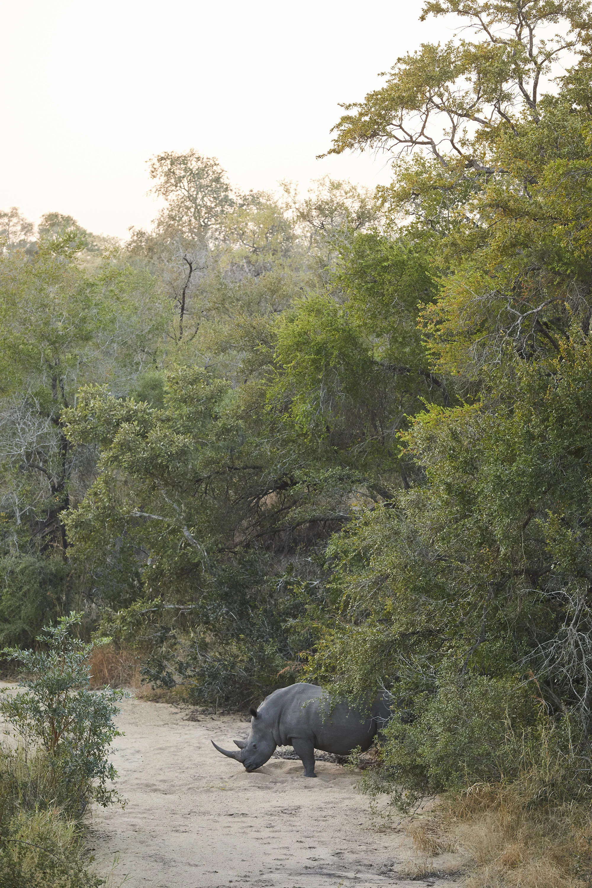 Kruger Park - South Africa