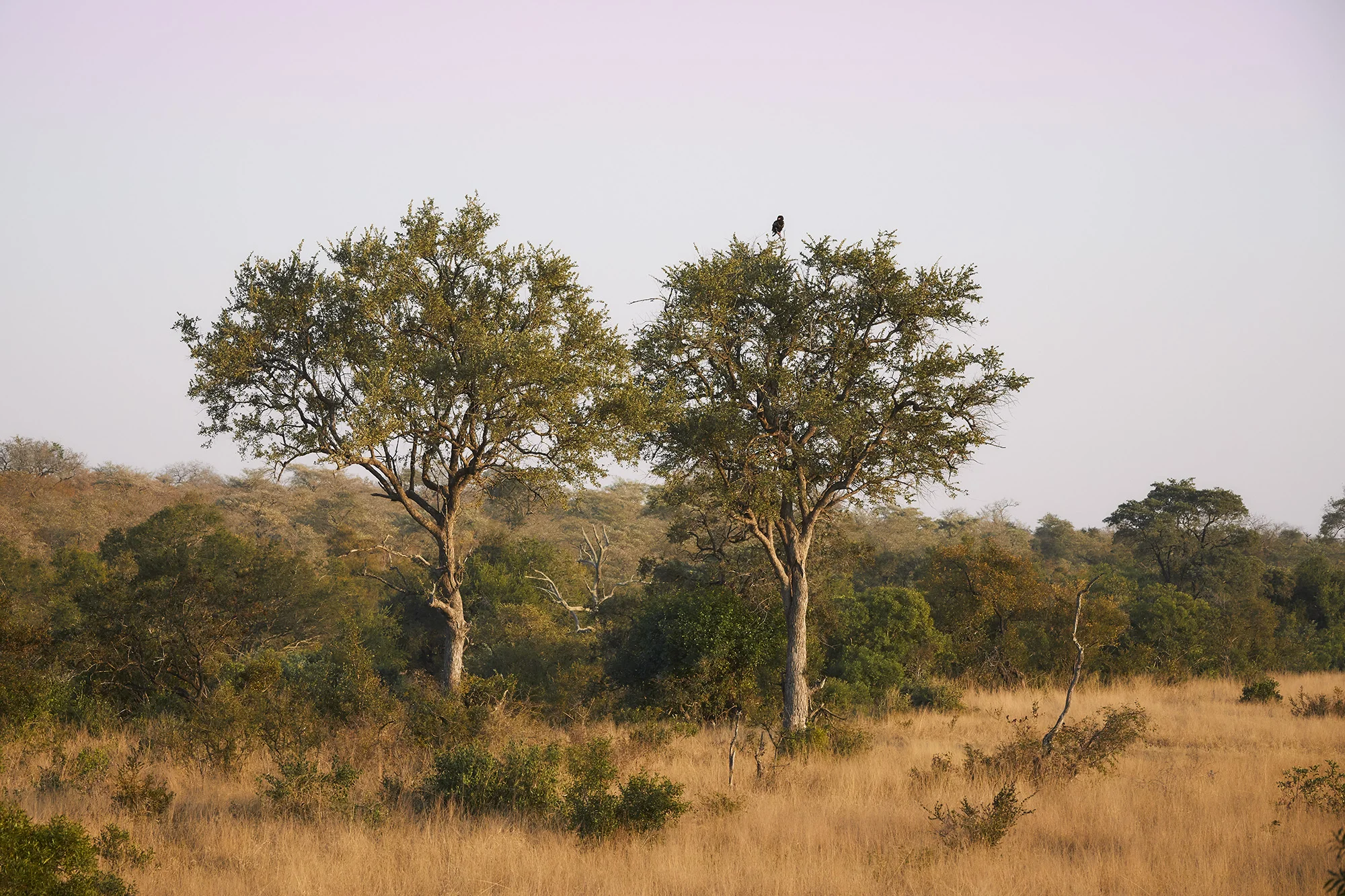 Kruger Park - South Africa