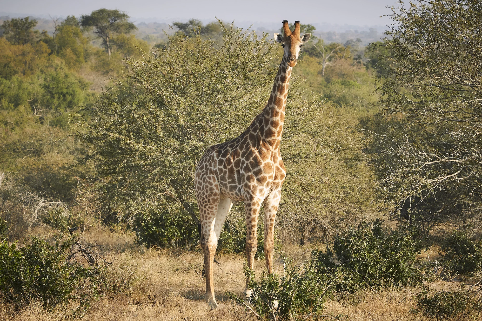 Kruger Park - South Africa