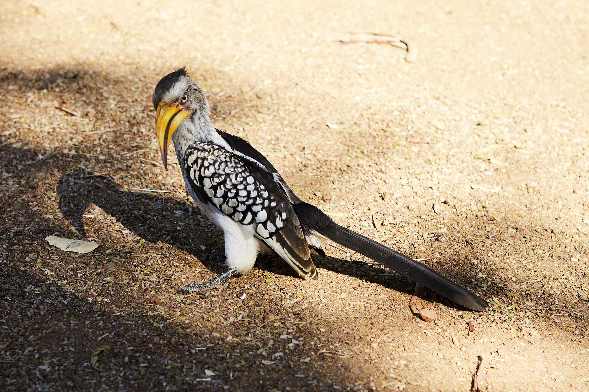 Mpumalanga - South Africa
