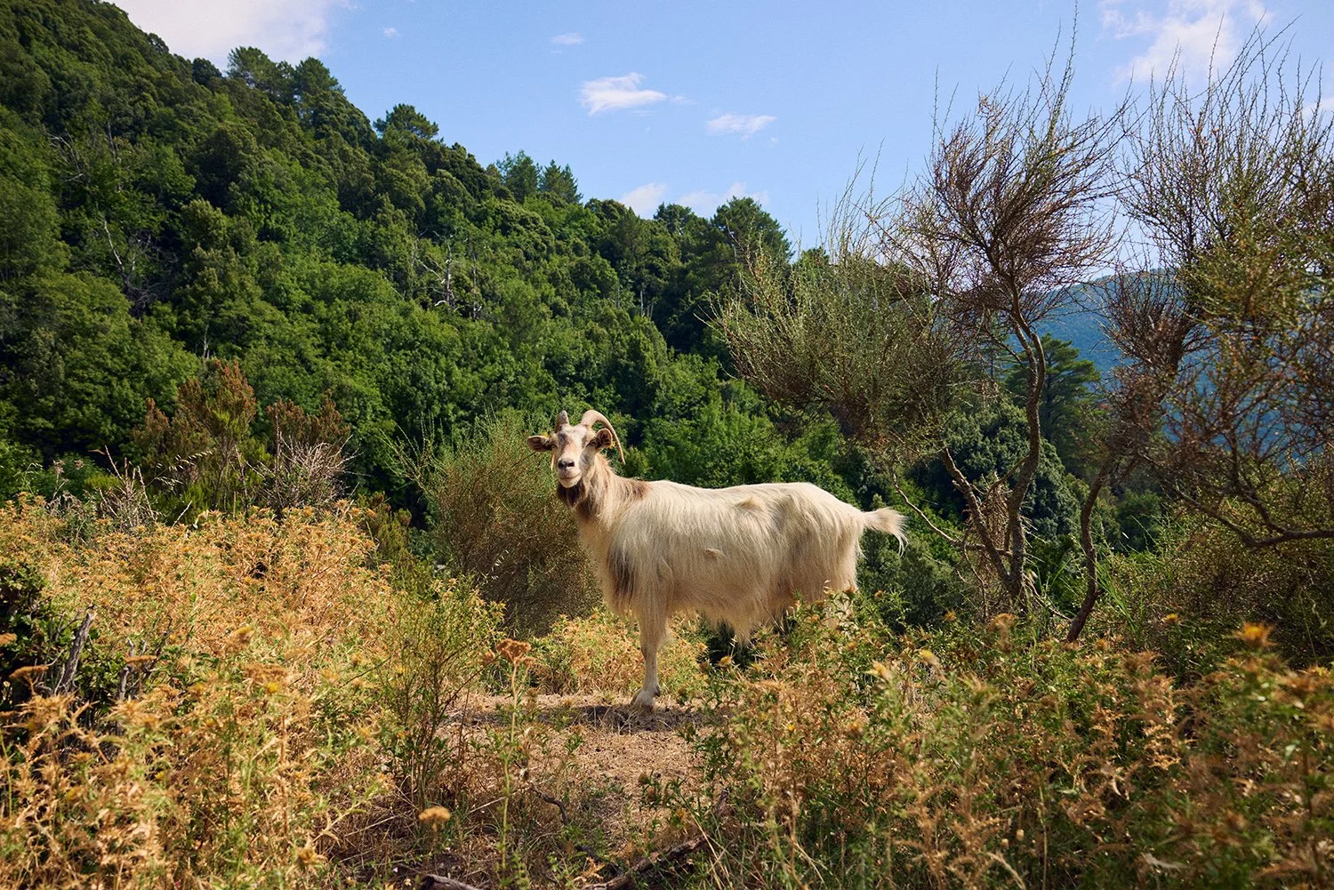 Jonathan-Blackham-Photographer-Corsica-008.jpg