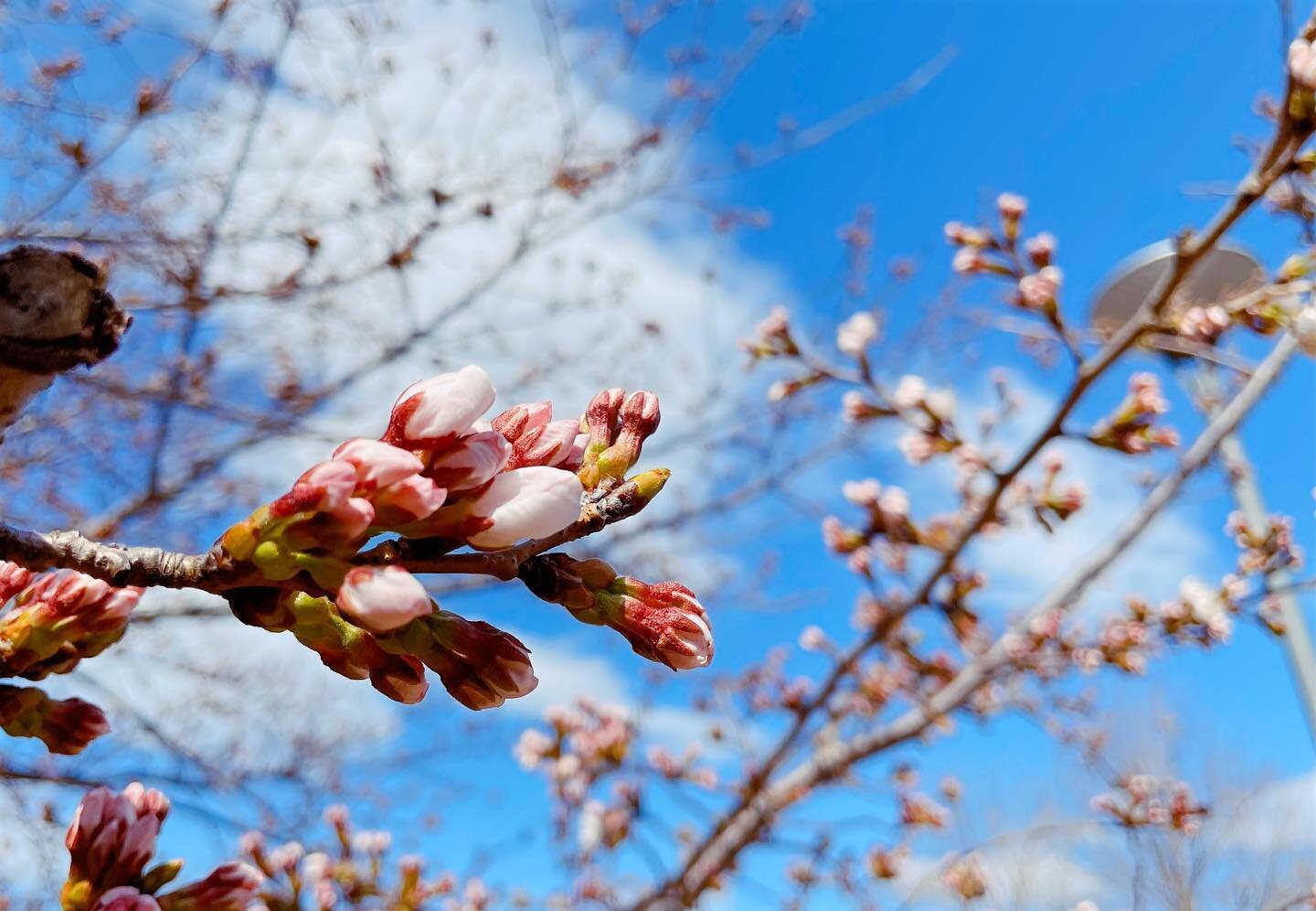 The First Taste of Spring 🌸
#Sakura #Spring #桜 #春 #Bloom