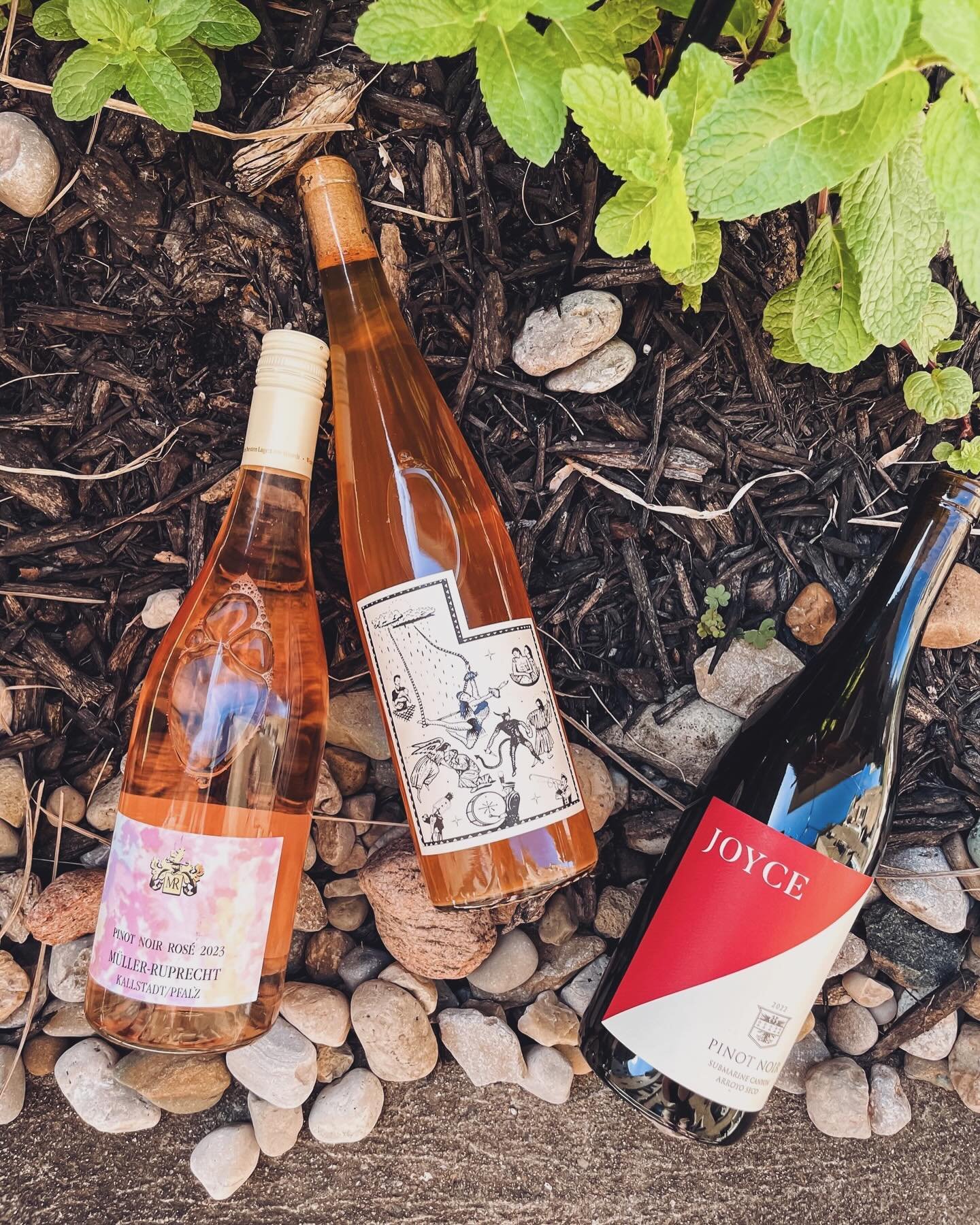 Wine Club Pickup Party is Saturday, 1-6p! Come taste all 8 of our club selections and grab a pie from @companionpizza 🍕 Get a head start and come today for &lsquo;za and a flight.