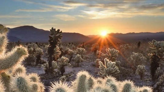joshua_tree_web.jpg
