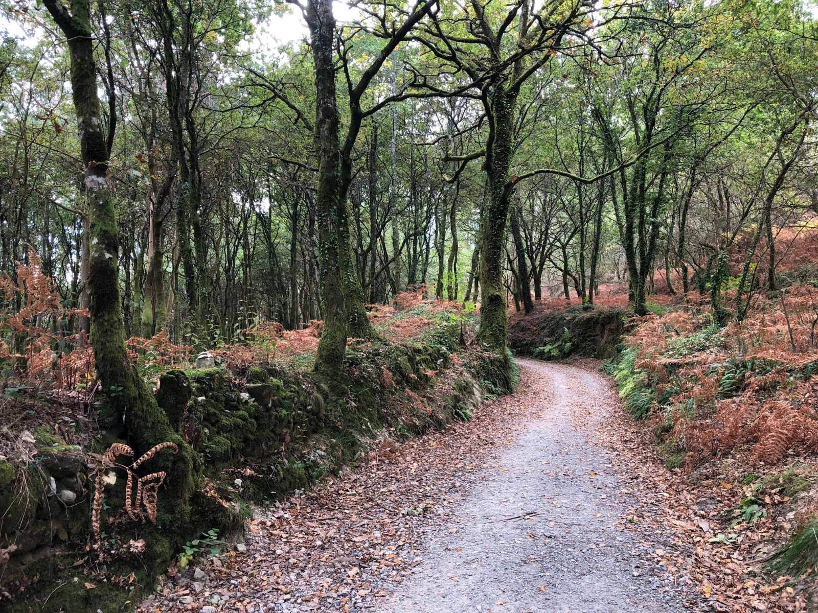 Even the first morning beyond Santiago de Compostela toward Finisterre you get the path all to yourself again.
