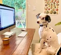 Work at Home