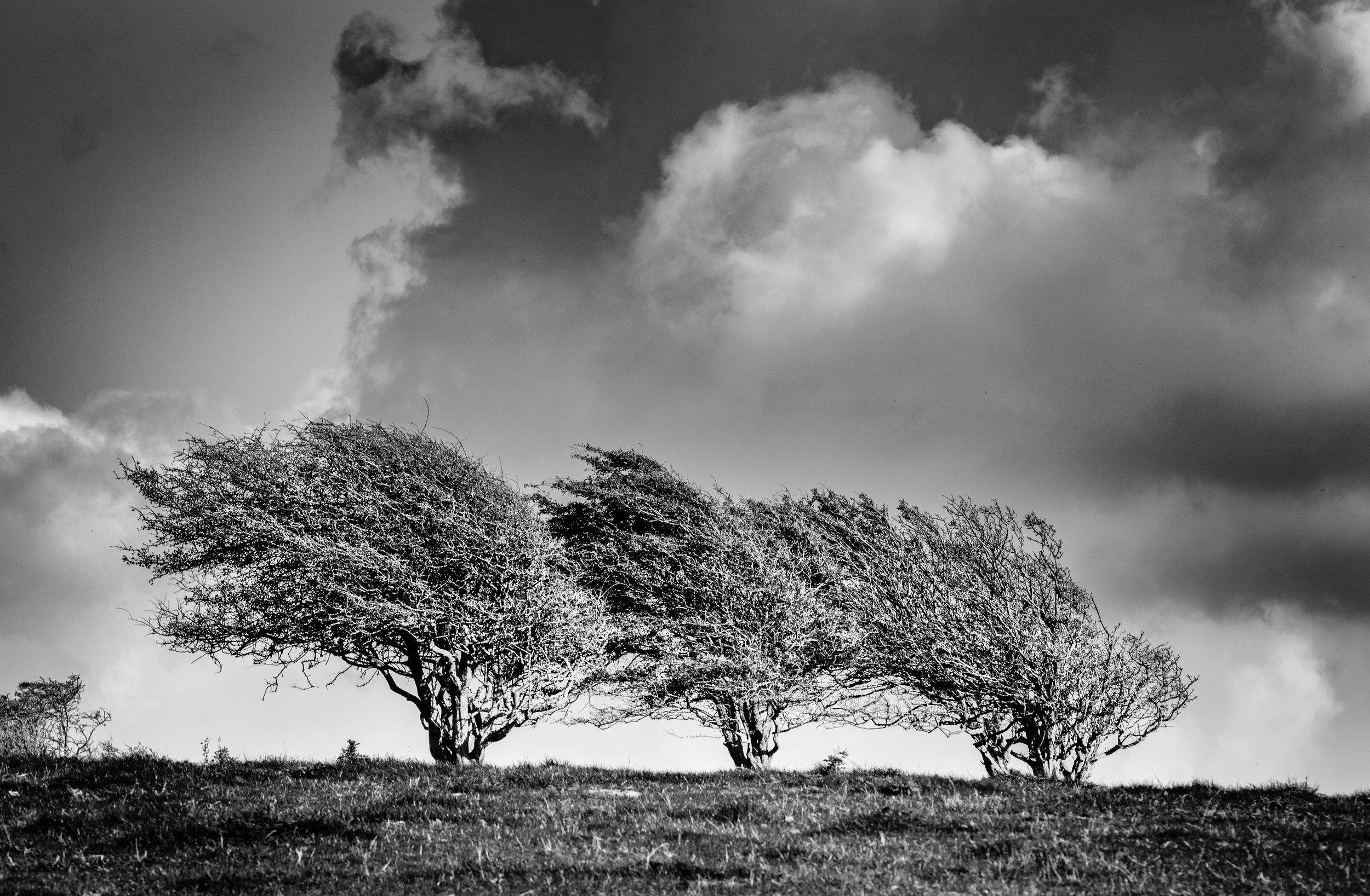 Downs trees.jpg