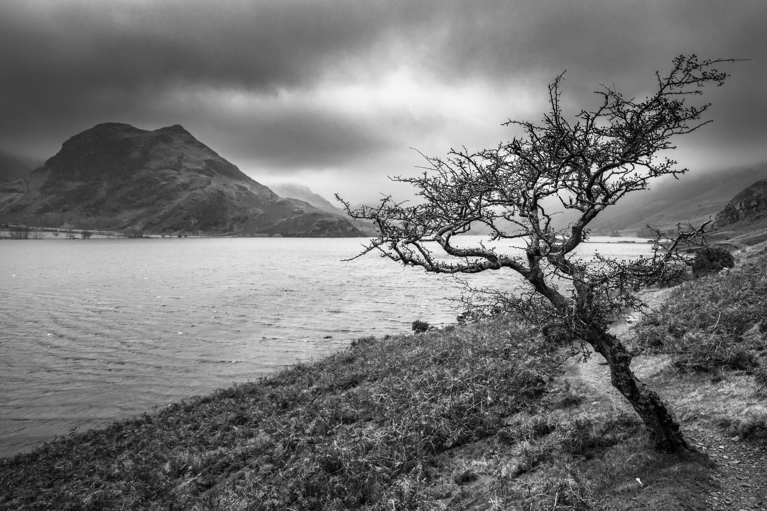 Lonely tree.jpg