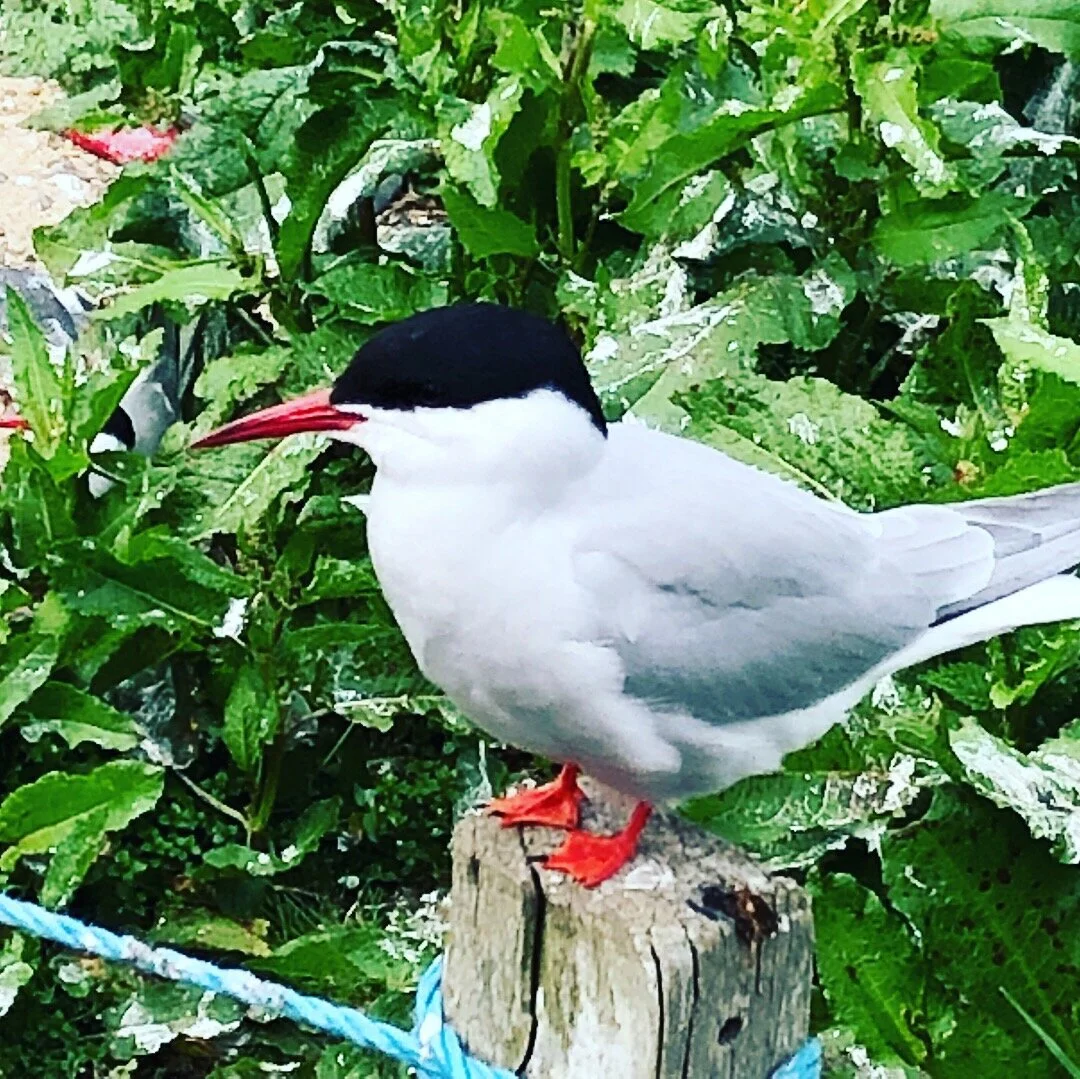 Discovering Arctic terns 
