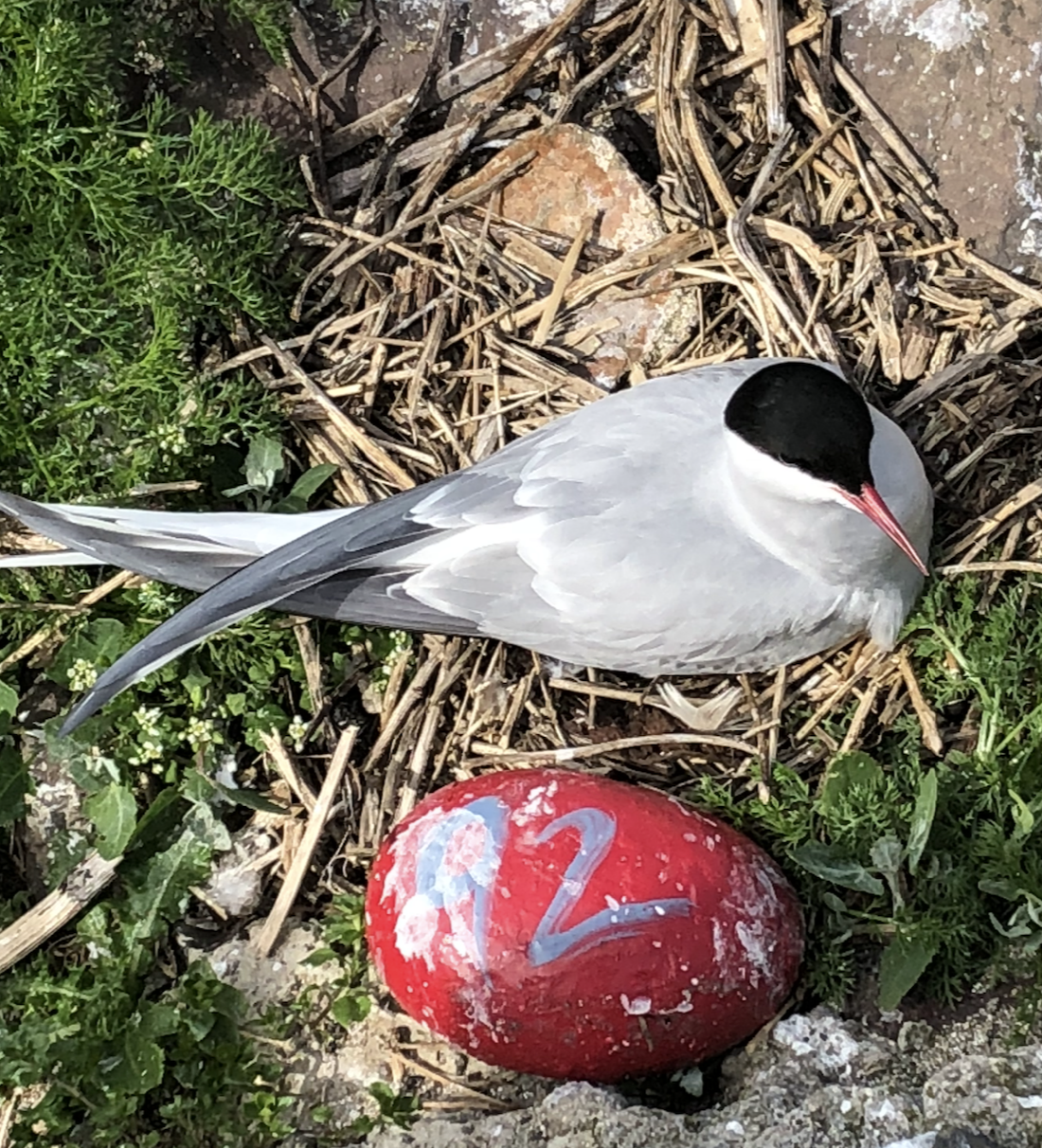 Arctic tern nesting 