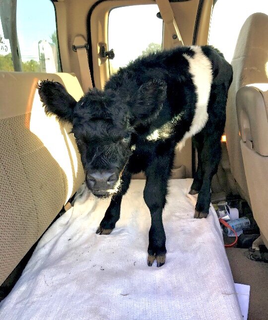 Just the other day I had a sick heifer (female) calf. I have been lucky since I never had a sick calf before. It’s nearly impossible to find a farm vet anymore (and that’s a very sad sign of the times we live in), so I had to load the calf up in the back seat of my farm truck and take her to the vet.