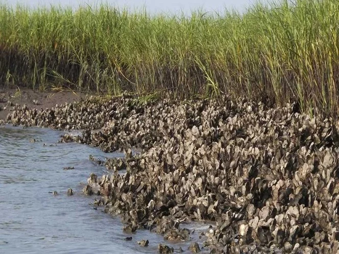 Atlantic Oysters