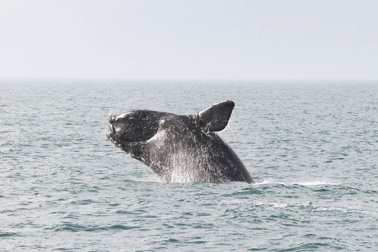 North Atlantic right whale - Photo credit NOAA fisheries