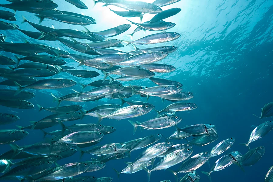 ATLANTIC mackerel - Photo credit NOAA fisheries