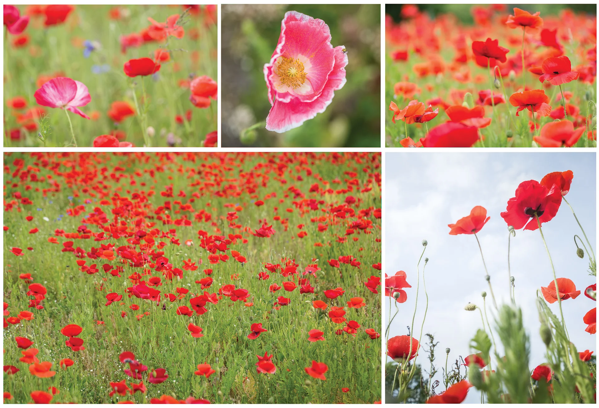 red-poppies-along-interstate-in-NC-Kathleen-Kathy-Roberts-Asheville-NC-Photographer-2.jpg