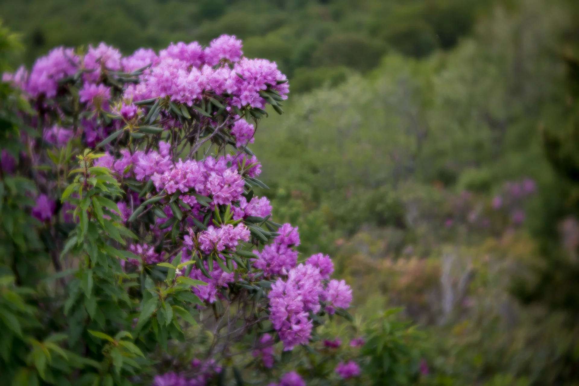 mountain-laurel-blooms-blue-ridge-parkway-mountains-Kathleen-Kathy-Roberts-Asheville-NC-Photographer-1.jpg