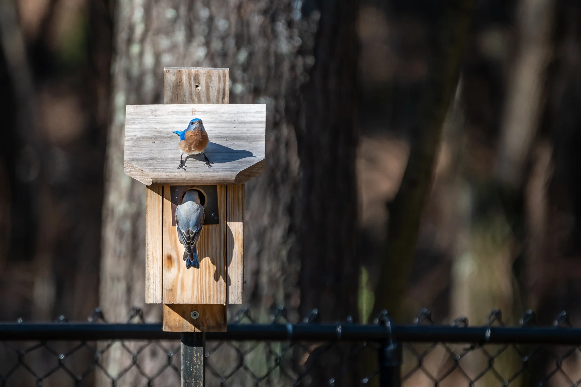 Blue-Birds-Making-Nest-Kathleen-Kathy-Roberts-Asheville-NC-Photographer-4.jpg