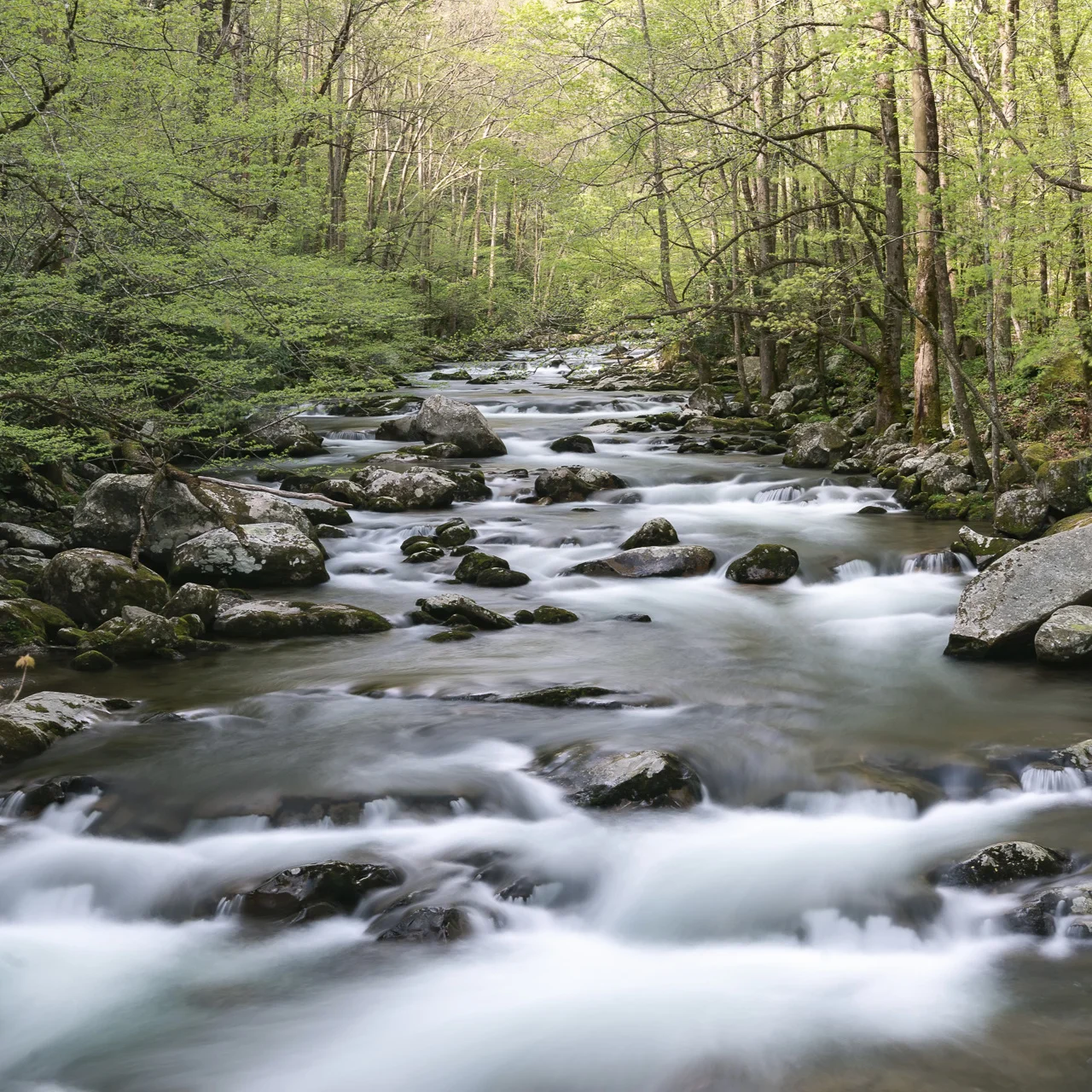 Big Creek - Great Smoky Mountains National Park