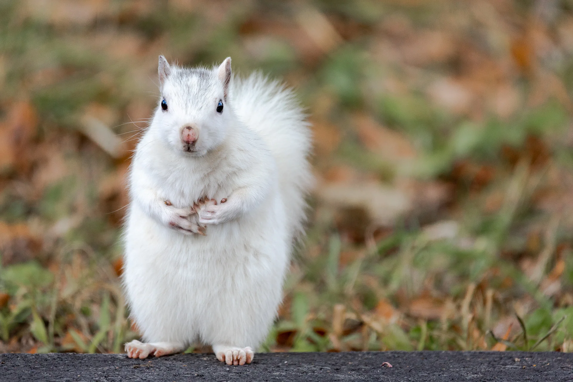 brevard-white-squirrel-Kathleen-Kathy-Roberts-Asheville-NC-Photographer-2.jpg
