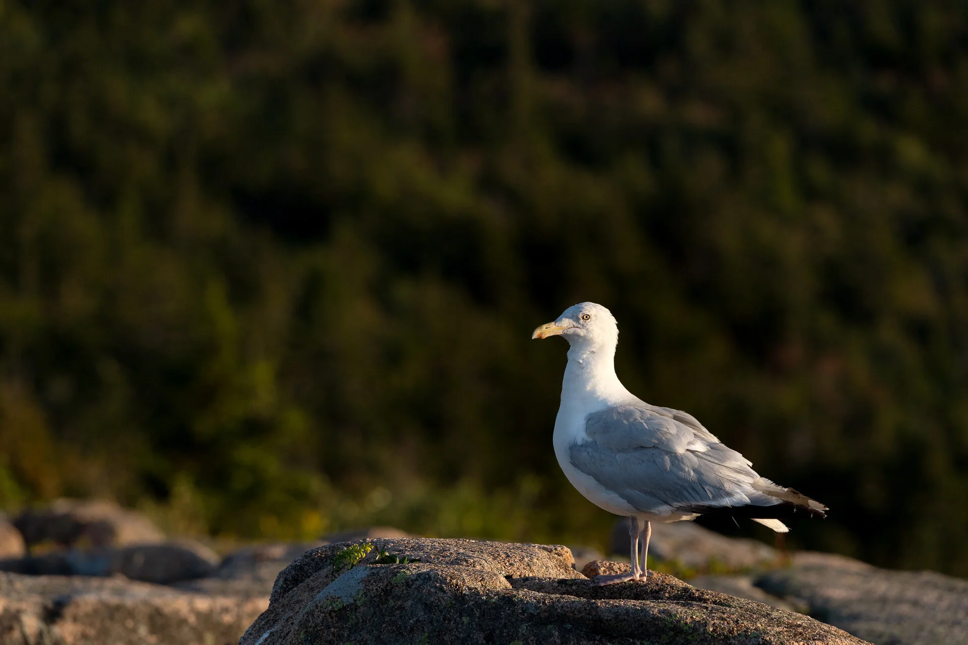 Acadia-National-Forest-vacation-Kathleen-Kathy-Roberts-Asheville-NC-Photographer-landscape-4-8.jpg