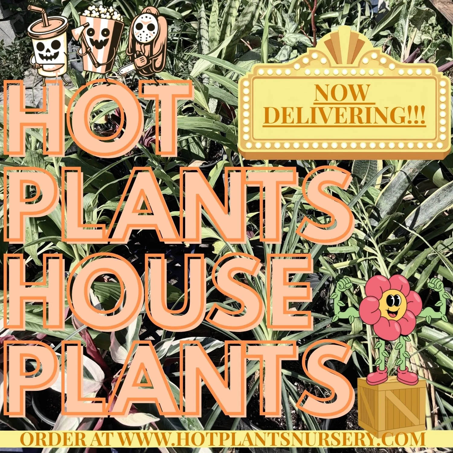 HOT PLANTS HOUSE PLANTS.jpg