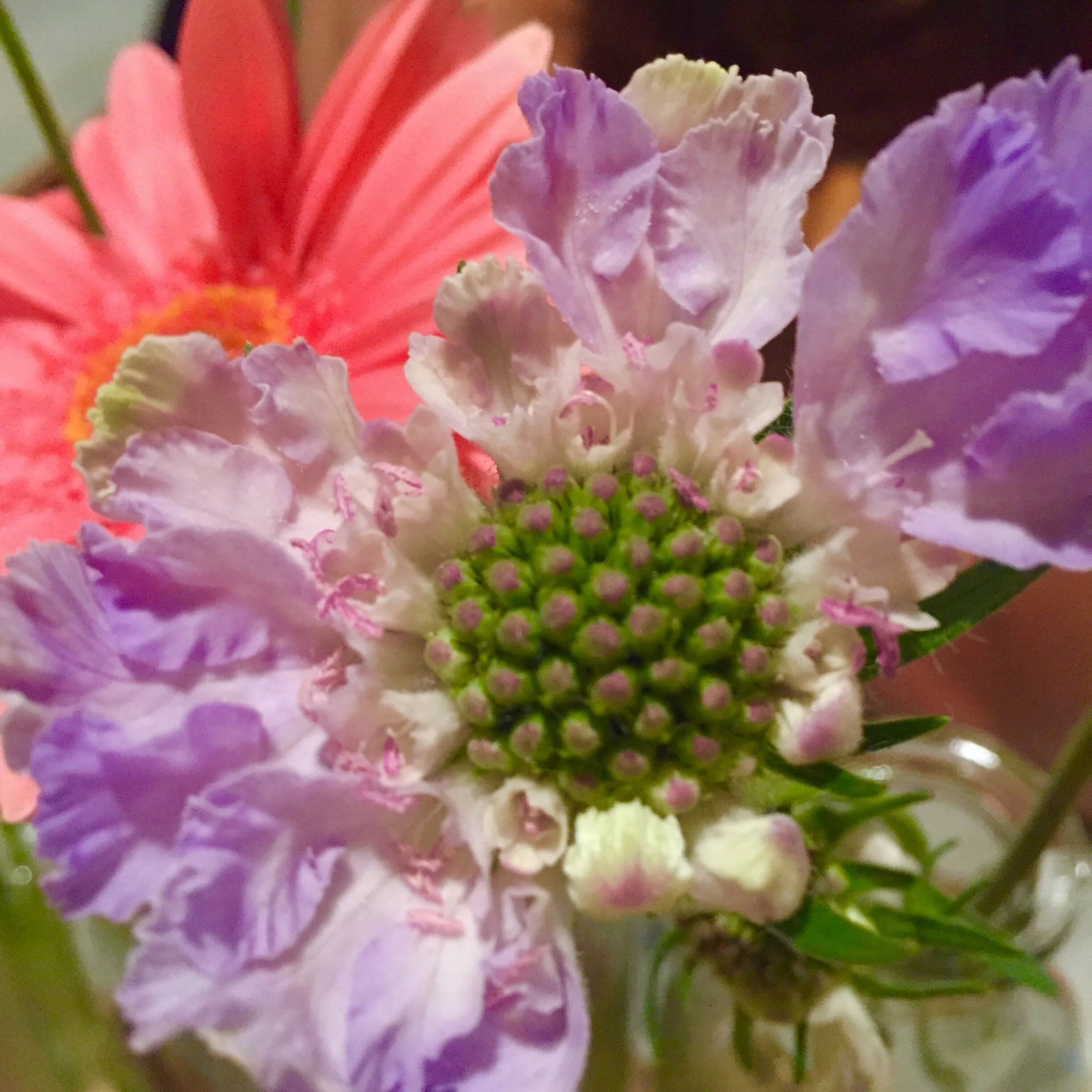 IMG-6203.jpg