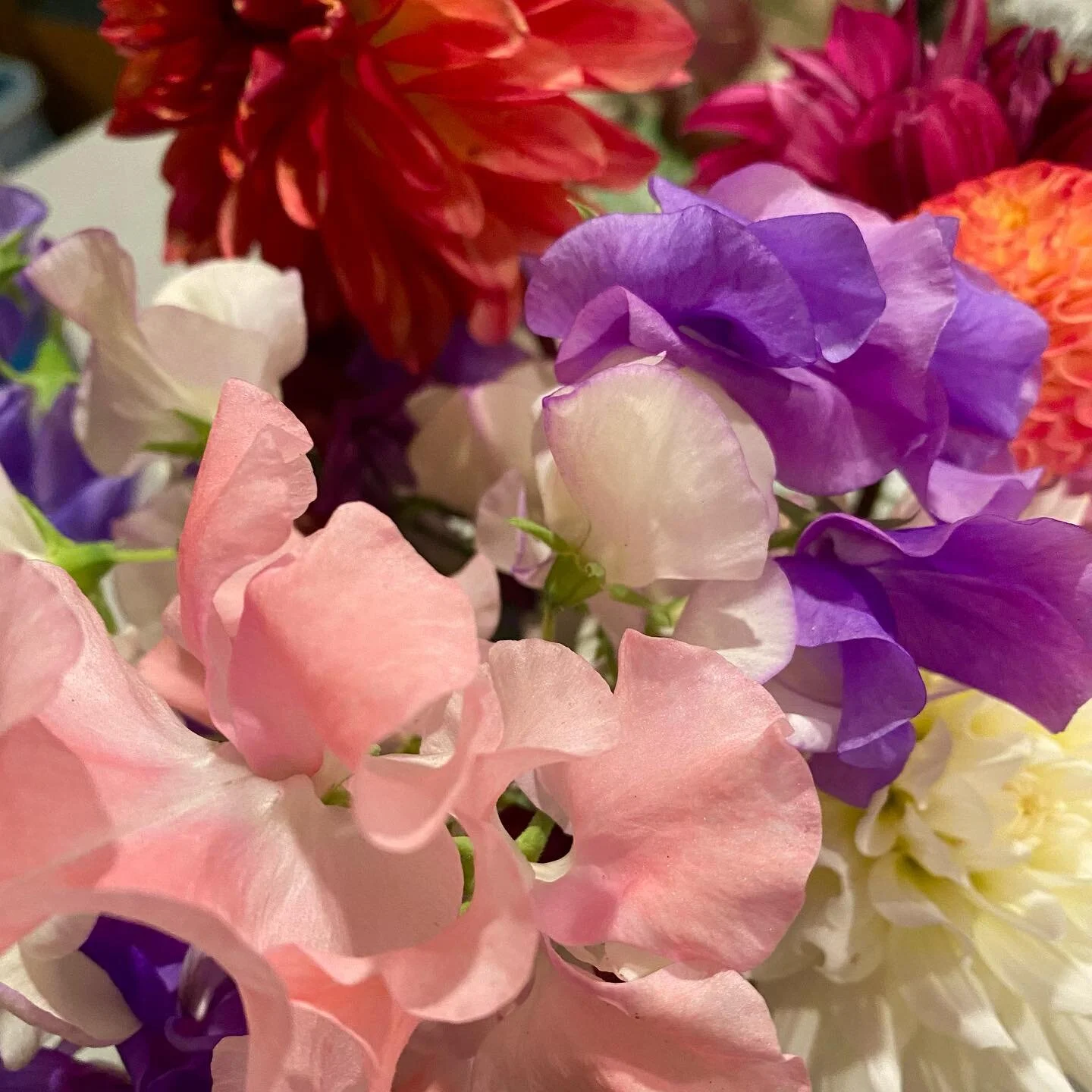 Speaking of flowers&hellip;. 
Here are the last of this year&rsquo;s sweet peas and the first of the dahlias! 😍

Feeling so blessed to reap the rewards of showing up everyday to tend life and the magnificence of summer&rsquo;s abundance. 🌷✨🙏💞 

#