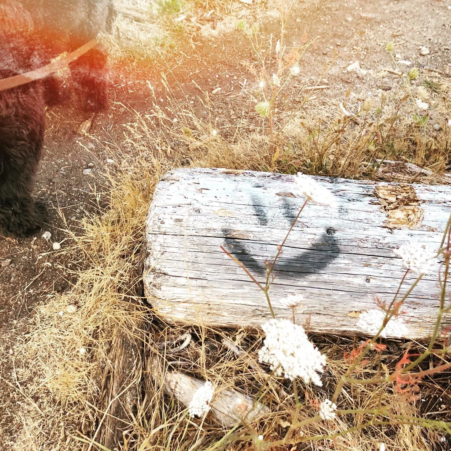 So grateful for the uncomplicated gifts of life.  My sacred companion, a sun-kissed path and a spontaneous encounter with sweet delight ~ 🙏❤️

I&rsquo;d love to hear about your present moment magic. ✨💞 

#mindfulness #shelbyfrago #soultending #beau