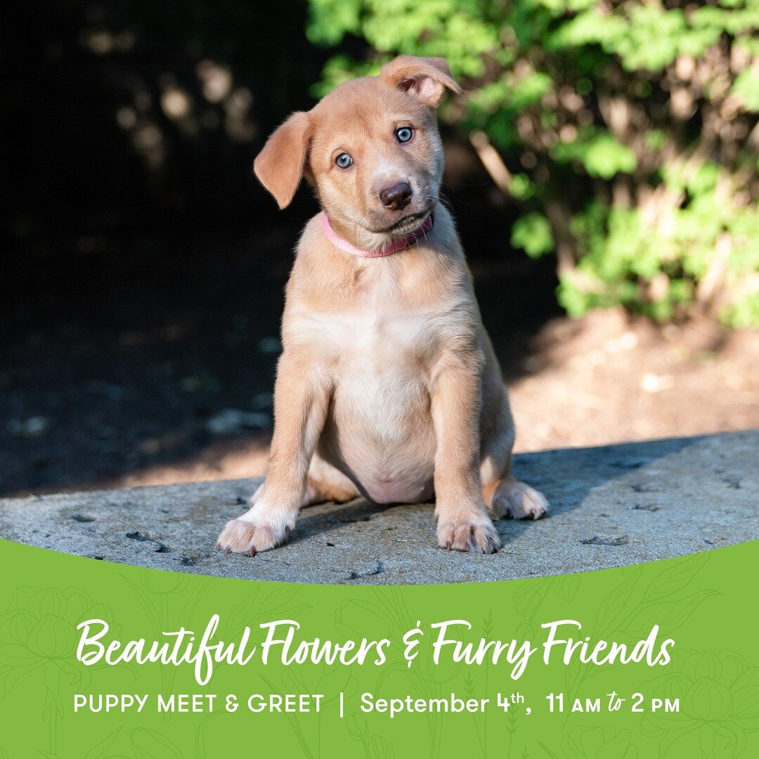 If you missed your chance to meet Snow and her pups at PetPeople, you're in luck! We will be in Lake Bluff at Flowers by KATIE FORD on Saturday, September 4th!

Come on by between 11 AM and 2 PM to meet our adoptable friends 🐾 and learn about the ad