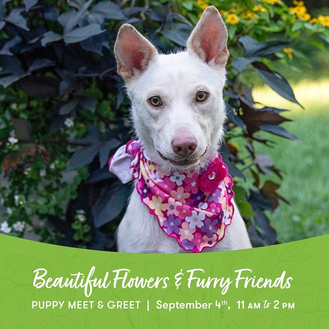 Beautiful, sweet, and ADOPTABLE Mommy Snow is ready to meet you on September 4th, in Lake Bluff at Flowers by KATIE FORD!

Come on by between 11 AM and 2 PM to meet our adoptable friends 🐾 and learn about the adoption process! 

🌸Flowers by KATIE F