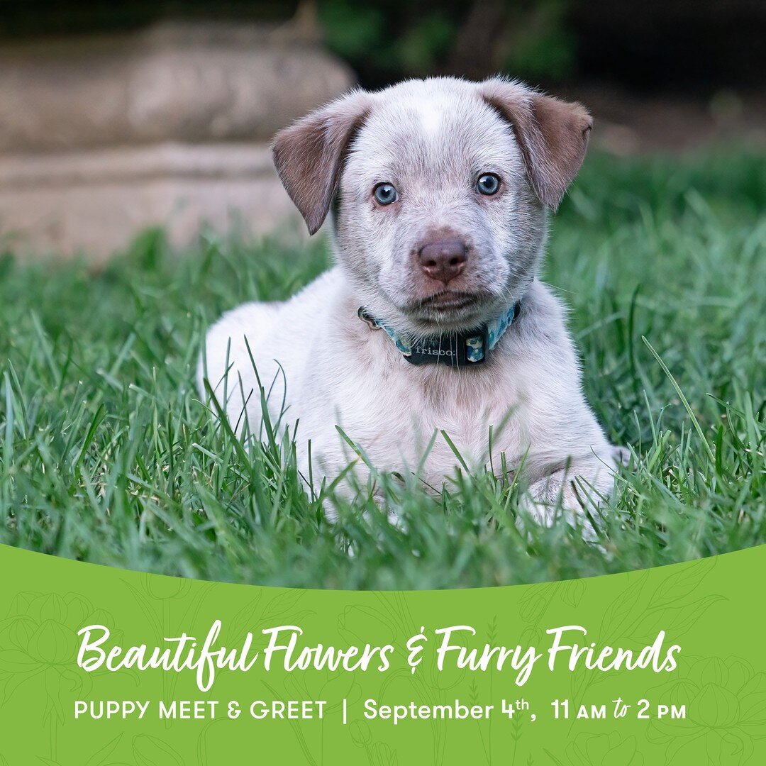 We can't help but fall in love with blue-eyed Billy, and we know you will too! Billy, his 7 siblings, and his momma Snow will be at Flowers by KATIE FORD on Saturday, September 4th!

Come on by between 11 AM and 2 PM to meet our adoptable friends 🐾 