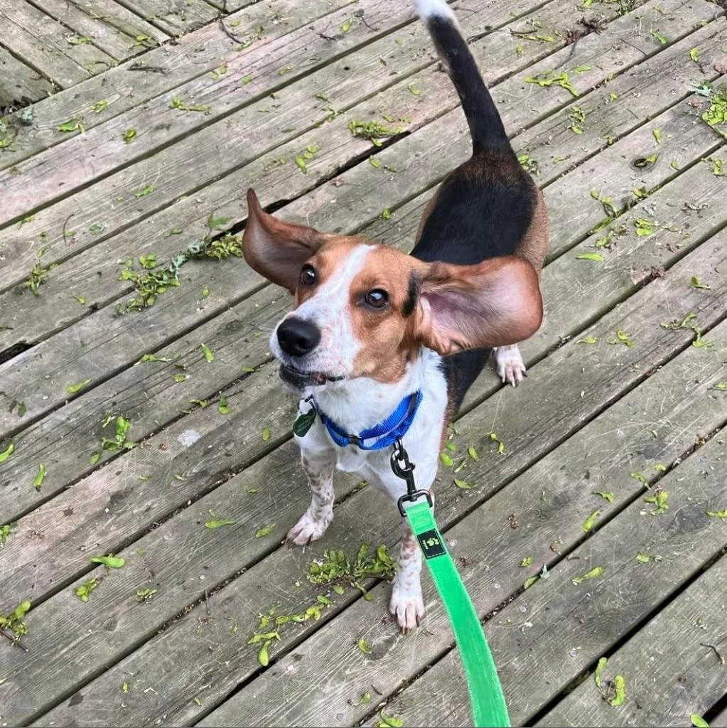 Meet our Adoptable Pets!
