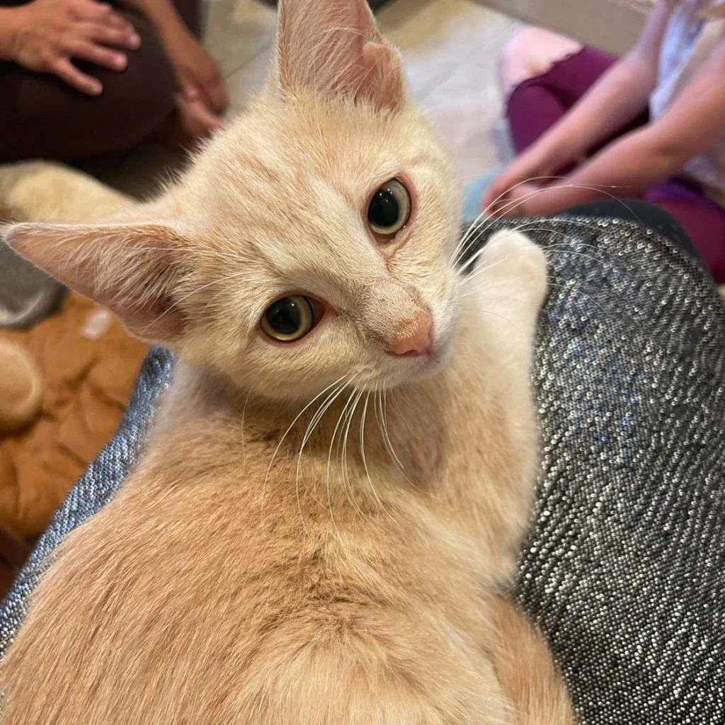 Meet our Adoptable Friends! 