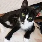 Meet our Adoptable Friends!  