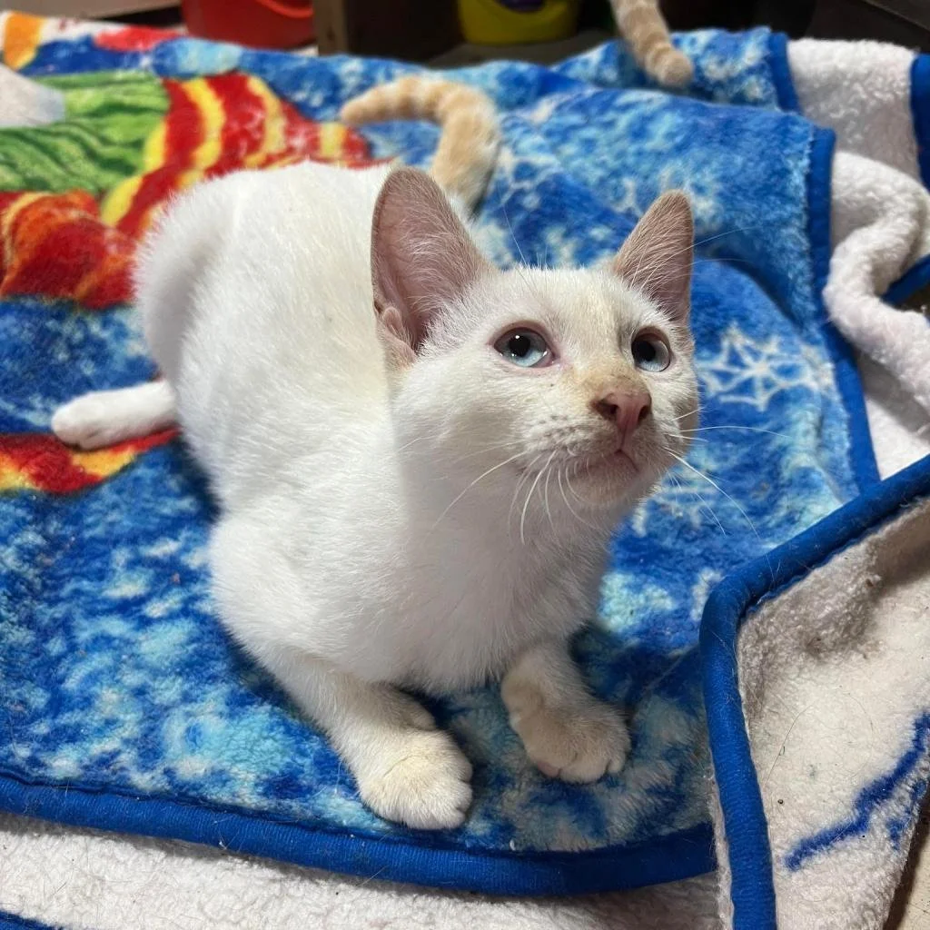 Meet our Adoptable Friends!