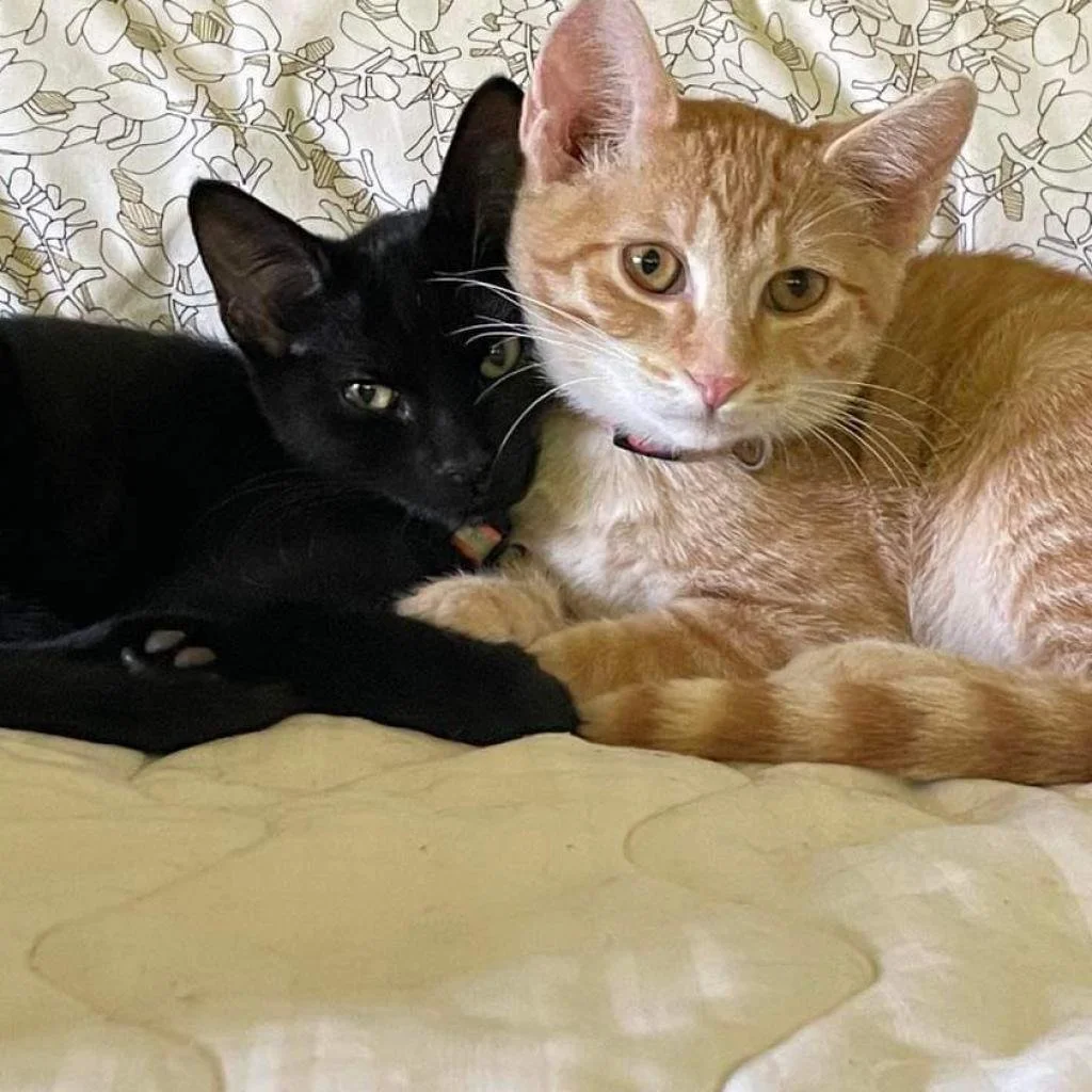 Meet our Adoptable Friends! 