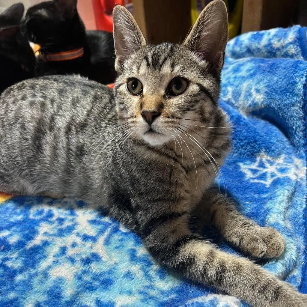 Meet our Adoptable Friends! 