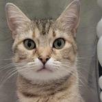 Meet our Adoptable Friends! 