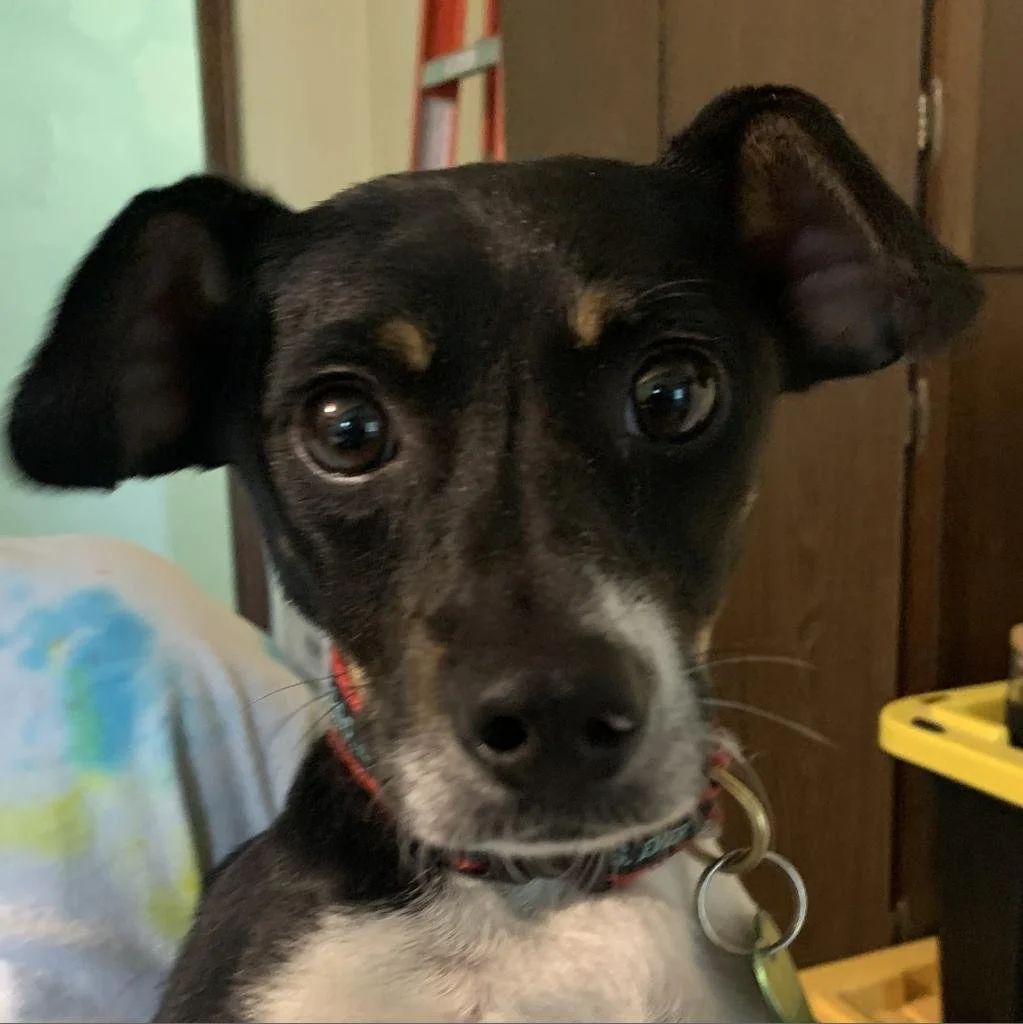 Meet our Adoptable Friends!