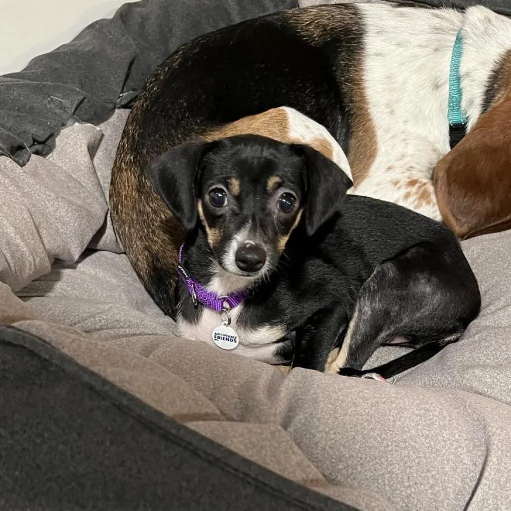 Meet our Adoptable Friends! 
