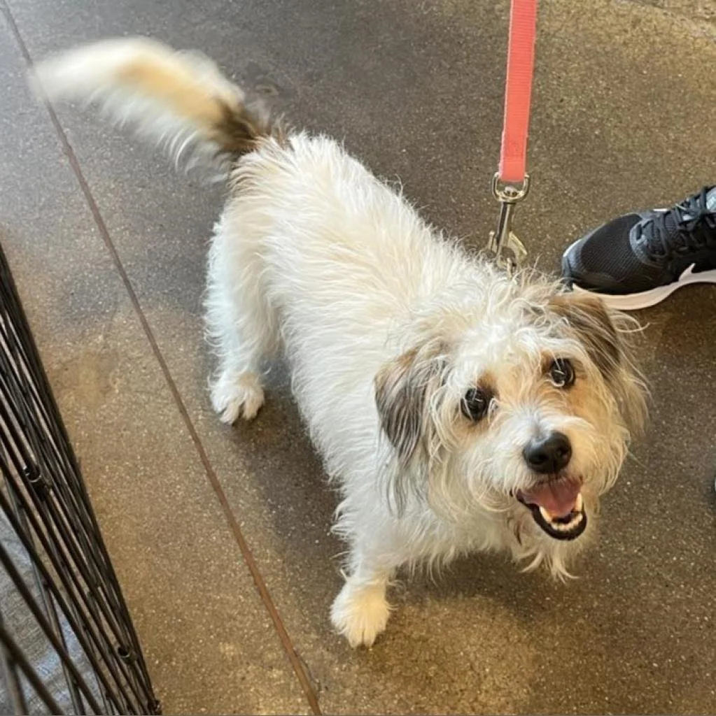 Meet our Adoptable Friends!