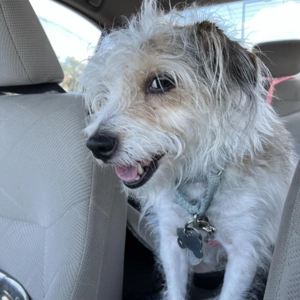Meet our Adoptable Friends! 
