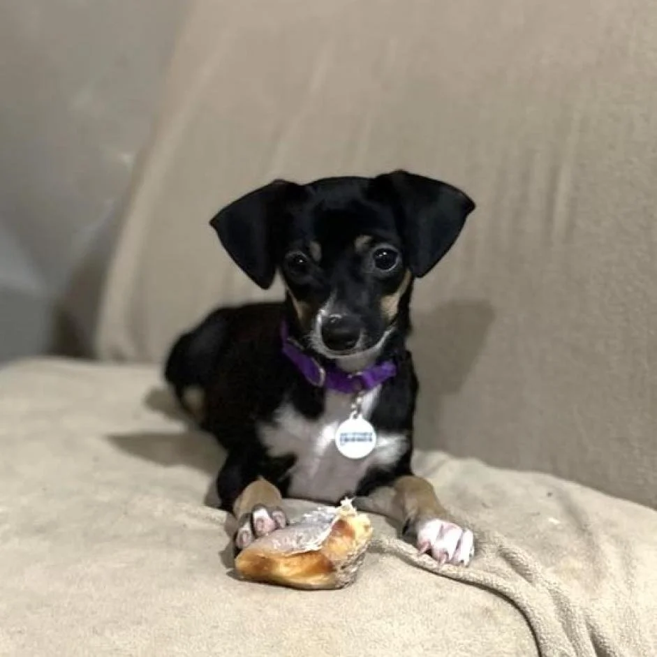 Meet our Adoptable Friends!