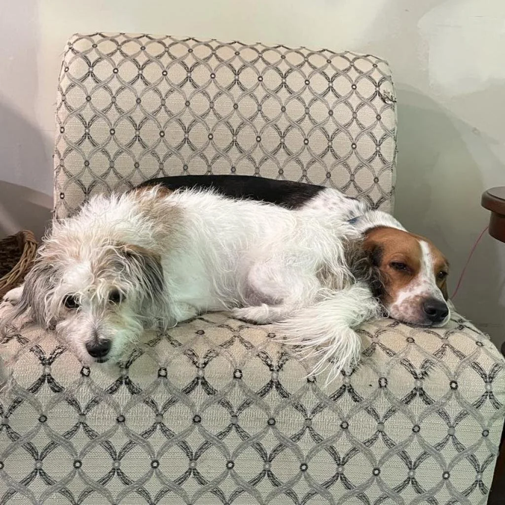 Meet our Adoptable Friends!