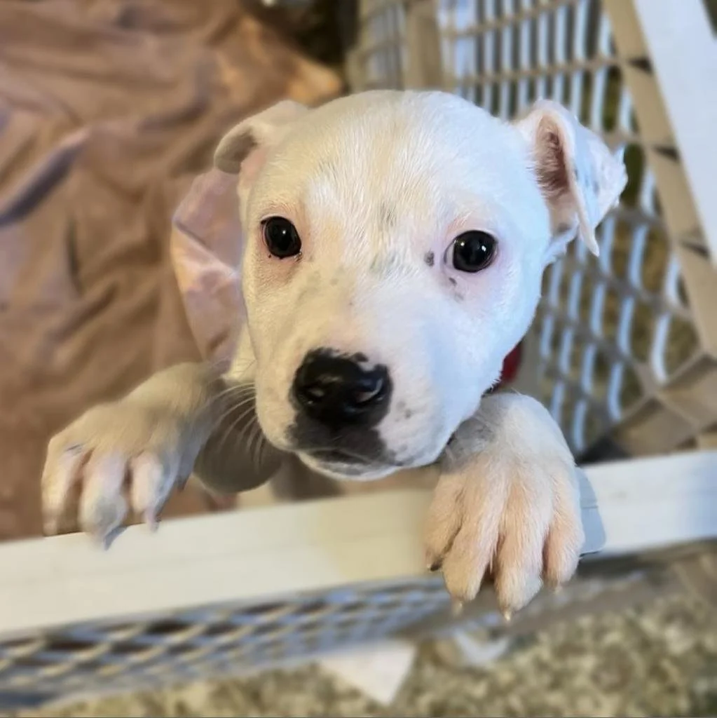 Meet our Adoptable Friends! 